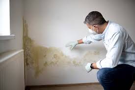 Reliable Minersville, PA Mold Remediation Solutions